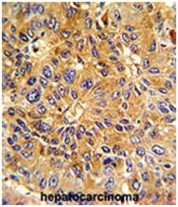 CCNA2 Rabbit anti-Human, Polyclonal Antibody, Abnova 400 &mu;L | Buy Online | Abnova Corporation | Fisher Scientific