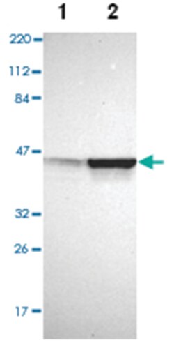 AURKA Rabbit anti-Human, Polyclonal Antibody, Abnova 100&mu;L; Unlabeled:Antibodies,
