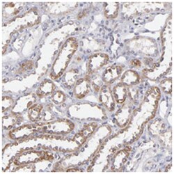 SLC15A1 Rabbit anti-Human, Polyclonal Antibody, Abnova 100 &mu;L | Buy Online | Abnova Corporation | Fisher Scientific