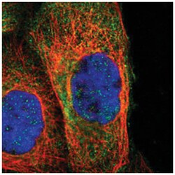 NSF Rabbit anti-Human, Polyclonal Antibody, Abnova 100&mu;L; Unlabeled:Antibodies,