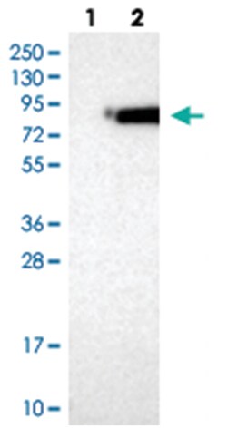 NSF Rabbit anti-Human, Polyclonal Antibody, Abnova 100&mu;L; Unlabeled:Antibodies,