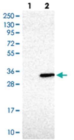 LGALS3 Rabbit anti-Human, Polyclonal Antibody, Abnova 100 &mu;L | Buy Online | Abnova Corporation | Fisher Scientific