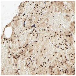 MED12 Rabbit anti-Human, Polyclonal Antibody, Abnova 100&mu;L; Unlabeled:Antibodies,