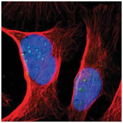 MED12 Rabbit anti-Human, Polyclonal Antibody, Abnova 100&mu;L; Unlabeled:Antibodies,