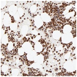 MED12 Rabbit anti-Human, Polyclonal Antibody, Abnova 100&mu;L; Unlabeled:Antibodies,