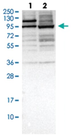 ZKSCAN5, Rabbit, Polyclonal Antibody, Abnova 100&mu;L; Unlabeled:Antibodies,