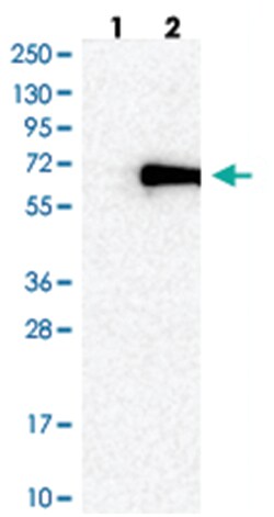 ZNF155, Rabbit, Polyclonal Antibody, Abnova 100 &mu;L | Buy Online | Abnova | Fisher Scientific