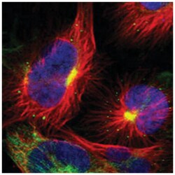 SLC44A2 Rabbit anti-Human, Polyclonal Antibody, Abnova 100 &mu;L | Buy Online | Abnova Corporation | Fisher Scientific