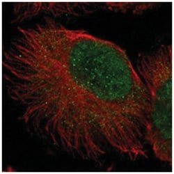 ZNF777, Rabbit, Polyclonal Antibody, Abnova 100&mu;L; Unlabeled:Antibodies,