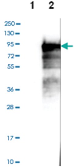 BEGAIN, Rabbit, Polyclonal Antibody, Abnova 100&mu;L; Unlabeled:Antibodies,