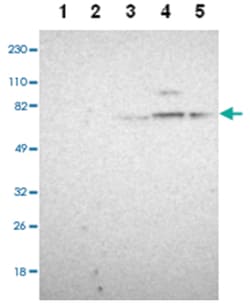 GPHN, Rabbit, Polyclonal Antibody, Abnova 100 &mu;L | Buy Online | Abnova Corporation | Fisher Scientific