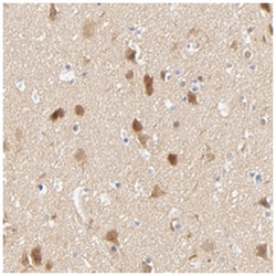 SULT4A1 Rabbit anti-Human, Polyclonal Antibody, Abnova 100 &mu;L | Buy Online | Abnova Corporation | Fisher Scientific