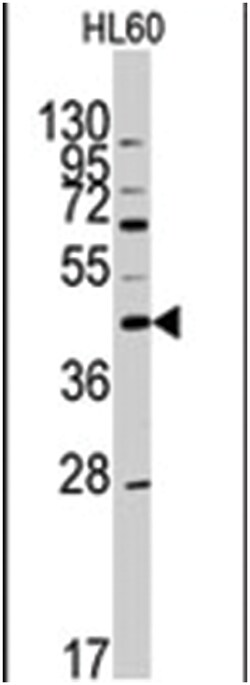 APOA5 Rabbit anti-Human, Polyclonal Antibody, Abnova 400&mu;L; Unlabeled:Antibodies,