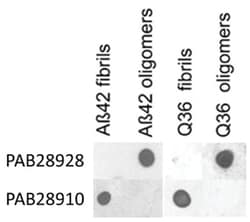 APP fibrils, Rabbit, Polyclonal Antibody, Abnova 100 &mu;L | Buy Online | Abnova Corporation | Fisher Scientific