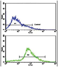 CDK2 Rabbit anti-Human, Polyclonal Antibody, Abnova 400 &mu;L | Buy Online | Abnova Corporation | Fisher Scientific