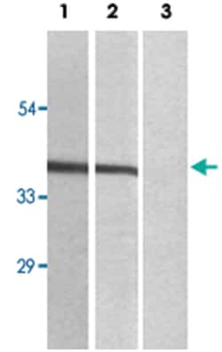 MAP2K7 (phospho S271), Rabbit anti-Human, Mouse, Rat, Polyclonal Antibody,