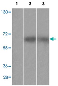 FRS2 (phospho Y436), Rabbit anti-Human, Mouse, Polyclonal Antibody, Abnova 100 &mu;L | Buy Online | Abnova Corporation | Fisher Scientific