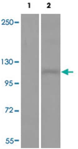 DDR1 (phospho Y513), Rabbit anti-Human, Mouse, Rat, Polyclonal Antibody,