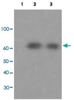 PTK2B (phospho Y579), Rabbit anti-Human, Mouse, Rat, Polyclonal Antibody, Abnova 100 &mu;L | Buy Online | Abnova | Fisher Scientific