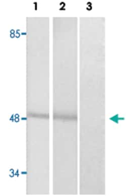 CTBP1, Rabbit, Polyclonal Antibody, Abnova 100 &mu;L | Buy Online | Abnova Corporation | Fisher Scientific