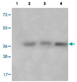 CCNC (phospho S275), Rabbit anti-Human, Mouse, Rat, Polyclonal Antibody, Abnova 100 &mu;L | Buy Online | Abnova | Fisher Scientific