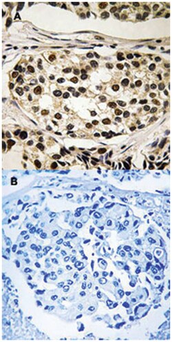 CCNC (phospho S275), Rabbit anti-Human, Mouse, Rat, Polyclonal Antibody, Abnova 100 &mu;L | Buy Online | Abnova | Fisher Scientific