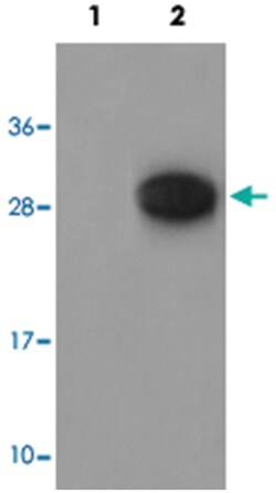 GAB2 (phospho Y643), Rabbit anti-Human, Mouse, Rat, Polyclonal Antibody,