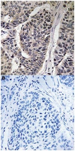 BCAR1 (phospho Y410), Rabbit anti-Human, Mouse, Rat, Polyclonal Antibody, Abnova 100 &mu;L | Buy Online | Abnova Corporation | Fisher Scientific