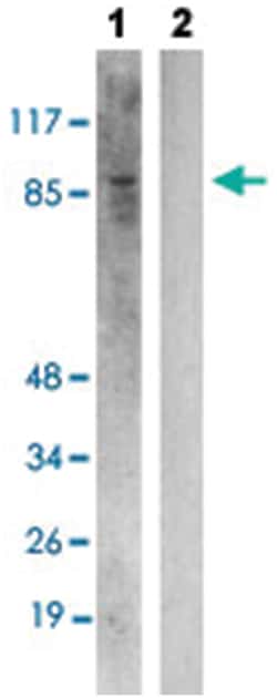 ITGB1 (phospho T789), Rabbit anti-Human, Mouse, Rat, Polyclonal Antibody, Abnova 100 &mu;L | Buy Online | Abnova | Fisher Scientific