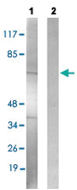 SF1 (phospho S82), Rabbit anti-Human, Mouse, Polyclonal Antibody, Abnova
