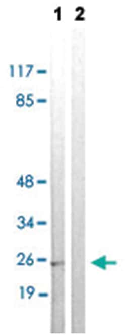 SNAI1 (phospho S246), Rabbit anti-Human, Mouse, Polyclonal Antibody, Abnova 100 &mu;L | Buy Online | Abnova Corporation | Fisher Scientific