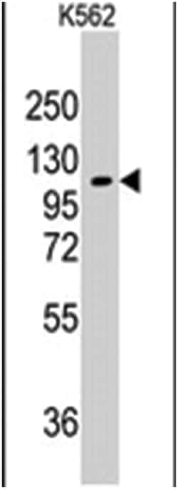 AARS, Rabbit, Polyclonal Antibody, Abnova 400&mu;L; Unlabeled:Antibodies,