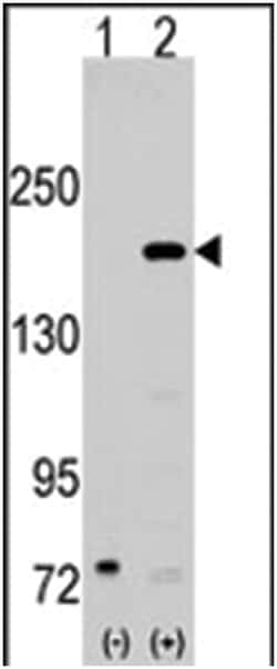 NCOA1, Rabbit, Polyclonal Antibody, Abnova 400 &mu;L | Buy Online | Abnova Corporation | Fisher Scientific