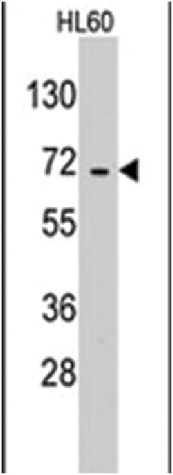 EARS2 Rabbit anti-Human, Polyclonal Antibody, Abnova 400 &mu;L | Buy Online | Abnova | Fisher Scientific