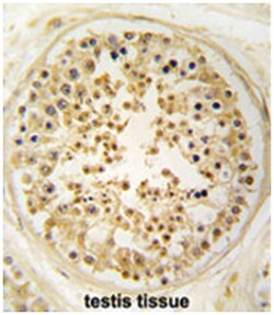 EARS2 Rabbit anti-Human, Polyclonal Antibody, Abnova 400 &mu;L | Buy Online | Abnova | Fisher Scientific