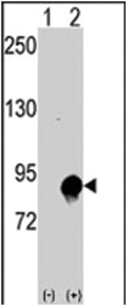 CUL4A, Rabbit, Polyclonal Antibody, Abnova 400&mu;L; Unlabeled:Antibodies,