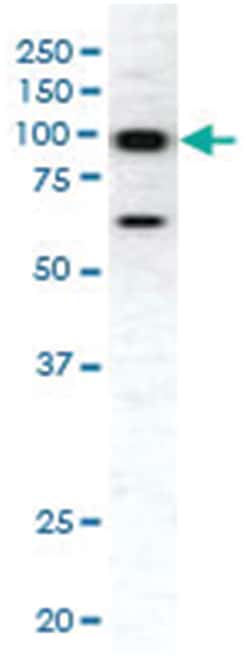 EPHA1 Rabbit anti-Human, Polyclonal Antibody, Abnova 400 &mu;L | Buy Online | Abnova Corporation | Fisher Scientific