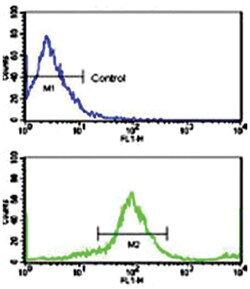 ERBB2 Rabbit anti-Human, Polyclonal Antibody, Abnova 400 &mu;L | Buy Online | Abnova Corporation | Fisher Scientific