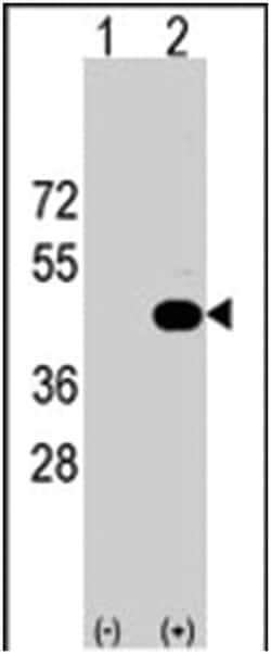 HS2ST1 Rabbit anti-Human, Polyclonal Antibody, Abnova 400 &mu;L | Buy Online | Abnova Corporation | Fisher Scientific
