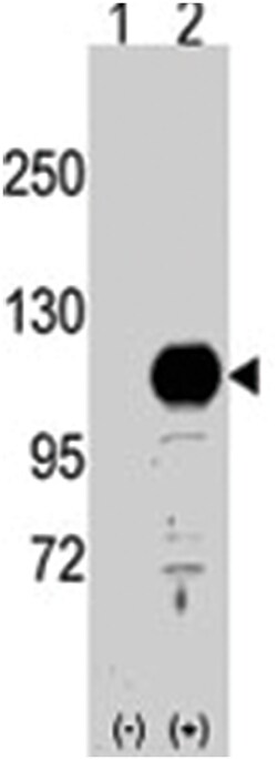 BCAS3 Rabbit anti-Human, Polyclonal Antibody, Abnova 400 &mu;L | Buy Online | Abnova Corporation | Fisher Scientific