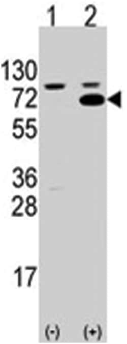 SWAP70, Rabbit, Polyclonal Antibody, Abnova 400&mu;L; Unlabeled:Antibodies
