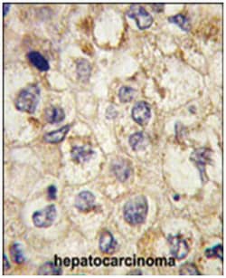 SSR1, Rabbit, Polyclonal Antibody, Abnova 400&mu;L; Unlabeled:Anticorps,
