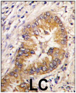 CDCA8 Rabbit anti-Human, Polyclonal Antibody, Abnova 400 &mu;L | Buy Online | Abnova Corporation | Fisher Scientific