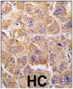 IDE, Rabbit, Polyclonal Antibody, Abnova 400&mu;L; Unlabeled:Antibodies,