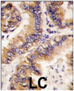 TRAPPC4, Rabbit, Polyclonal Antibody, Abnova 400&mu;L; Unlabeled:Antibodies,
