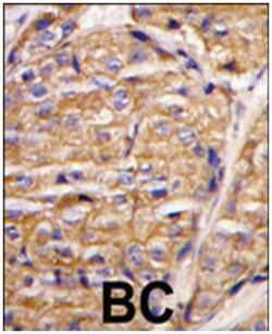 MIPEP Rabbit anti-Human, Polyclonal Antibody, Abnova 400 &mu;L | Buy Online | Abnova Corporation | Fisher Scientific