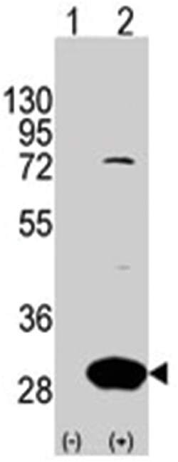 LXN, Rabbit, Polyclonal Antibody, Abnova 400&mu;L; Unlabeled:Antibodies,