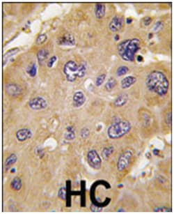 ALDH6A1 Rabbit anti-Human, Polyclonal Antibody, Abnova 400 &mu;L | Buy Online | Abnova Corporation | Fisher Scientific
