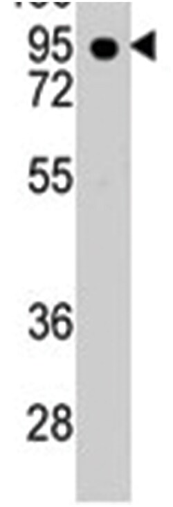 CDH7, Rabbit, Polyclonal Antibody, Abnova 400&mu;L; Unlabeled:Antibodies,