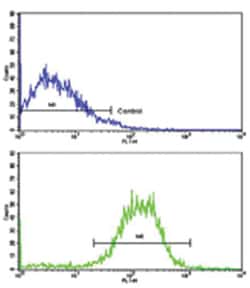CDH1 Rabbit anti-Human, Mouse, Polyclonal Antibody, Abnova 400 &mu;L | Buy Online | Abnova Corporation | Fisher Scientific